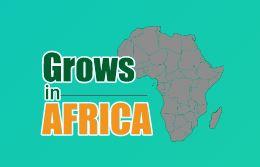 Grows in Africa