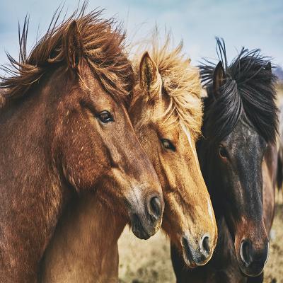 North Wind Stables Ltd