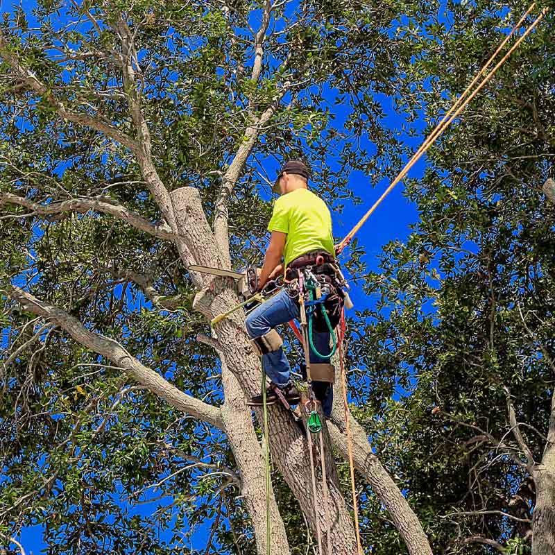 Rotherham Tree Services