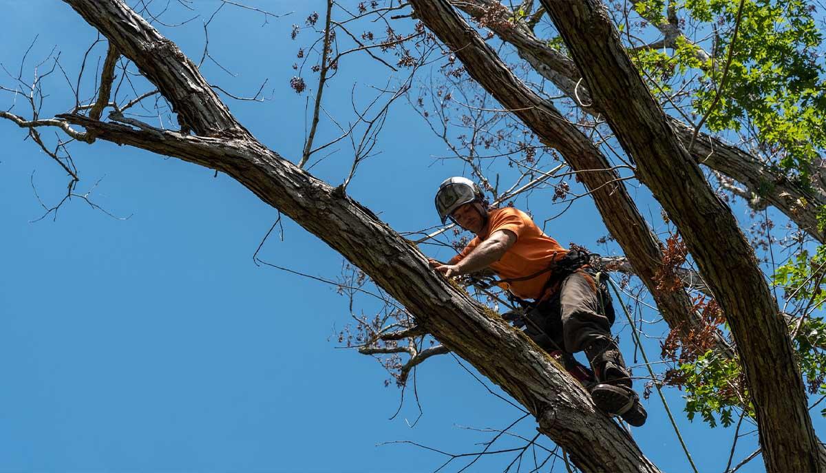 Rotherham Tree Removal