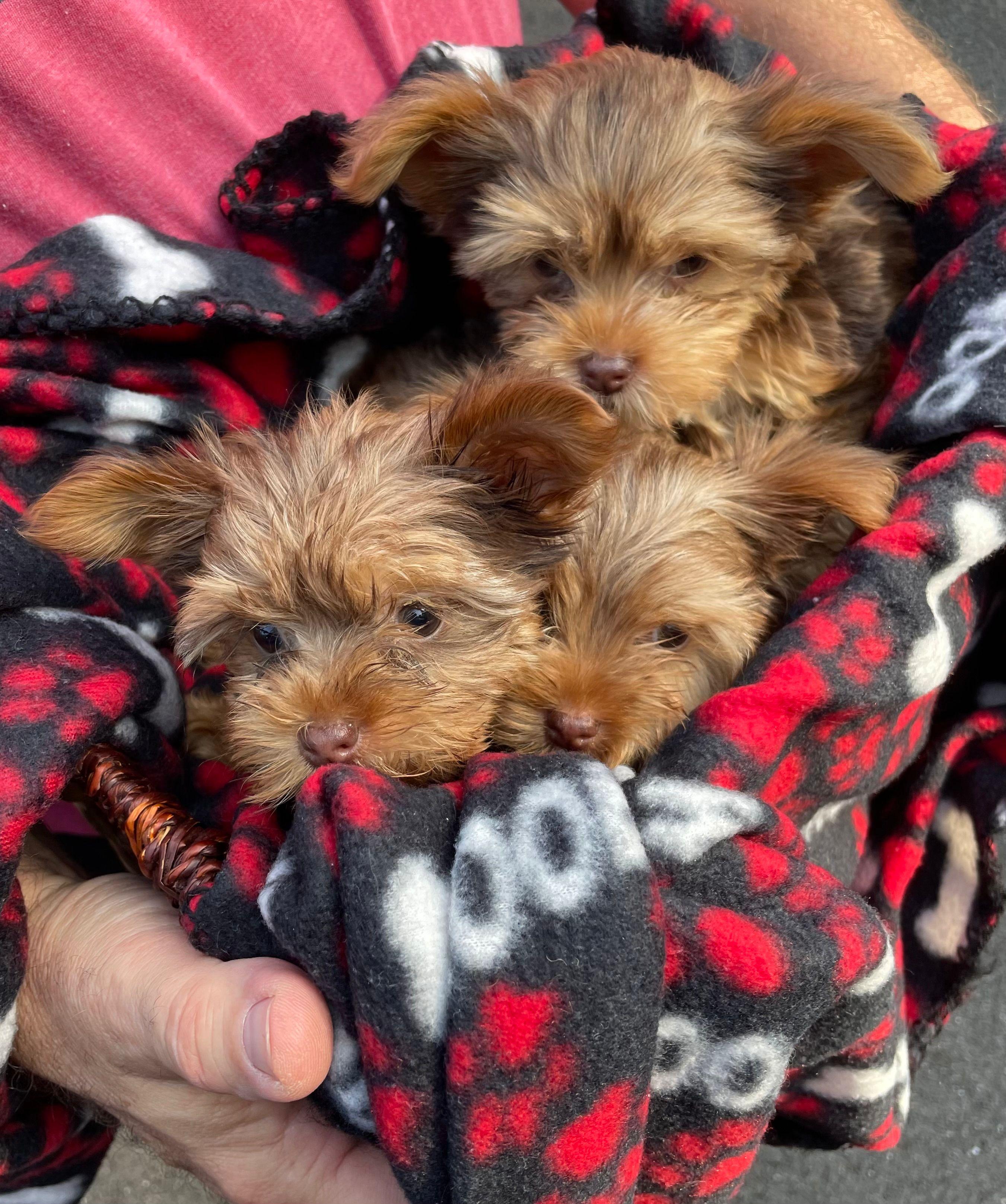 Hudson Valley Yorkies